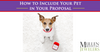 How to Include Your Pets in Your Wedding Proposal!